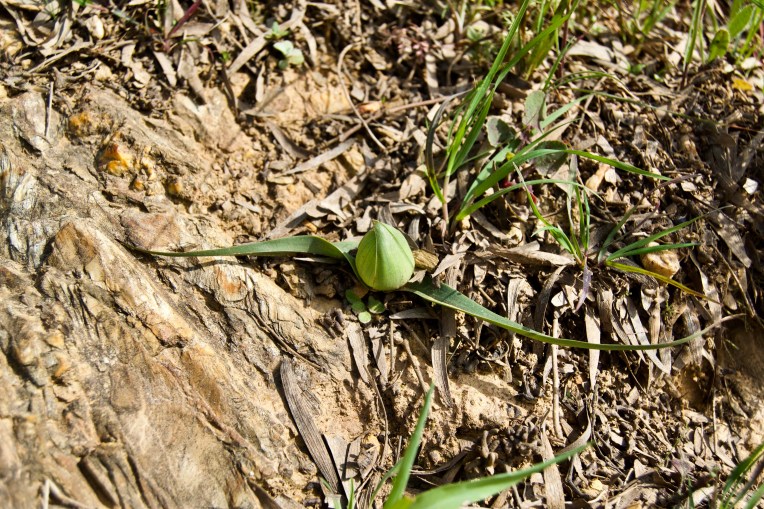 Colchicum eucomoides, 12 September 2020. Copyright 2020 Forgotten Fields. All rights reserved.