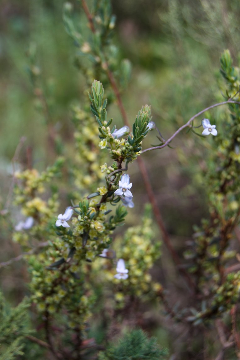 Cyphia digitata and Clutia polygonoides, 4 September 2020. Copyright 2020 Forgotten Fields. All rights reserved.