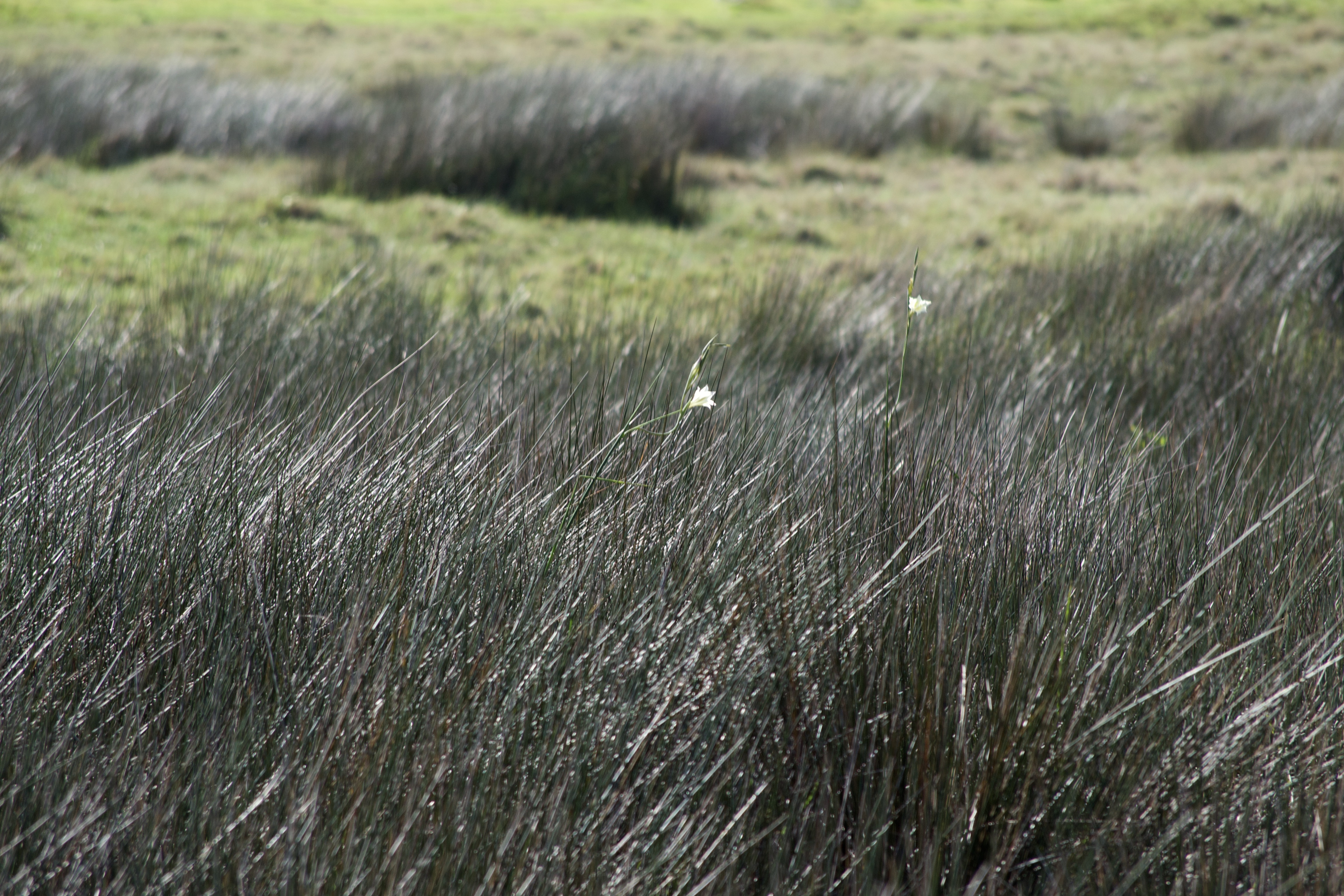 Gladiolus tristis, 12 September 2020. Copyright 2020 Forgotten Fields. All rights reserved.