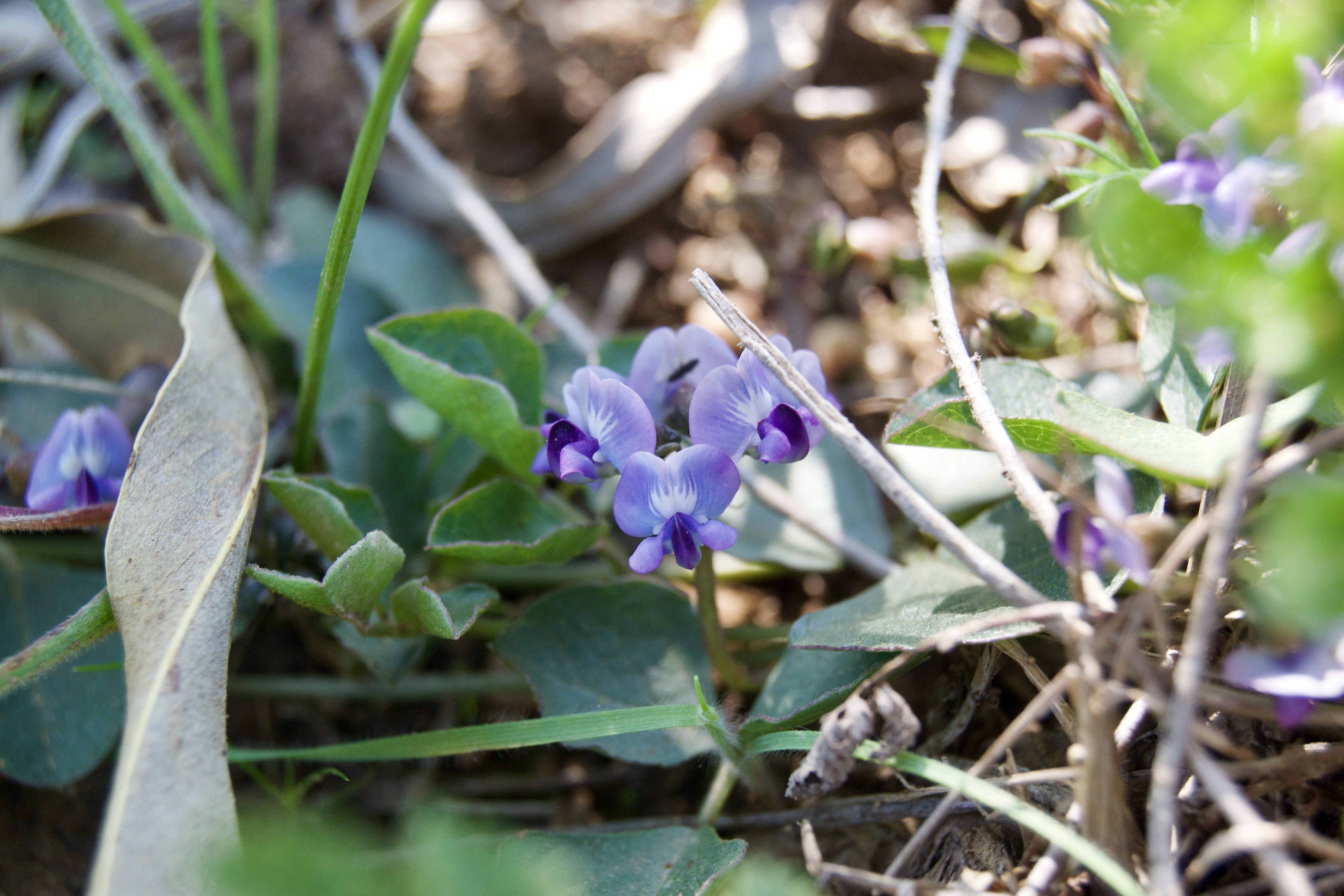 Dolichos decumbens, 4 September 2020. Copyright 2020 Forgotten Fields. All rights reserved.