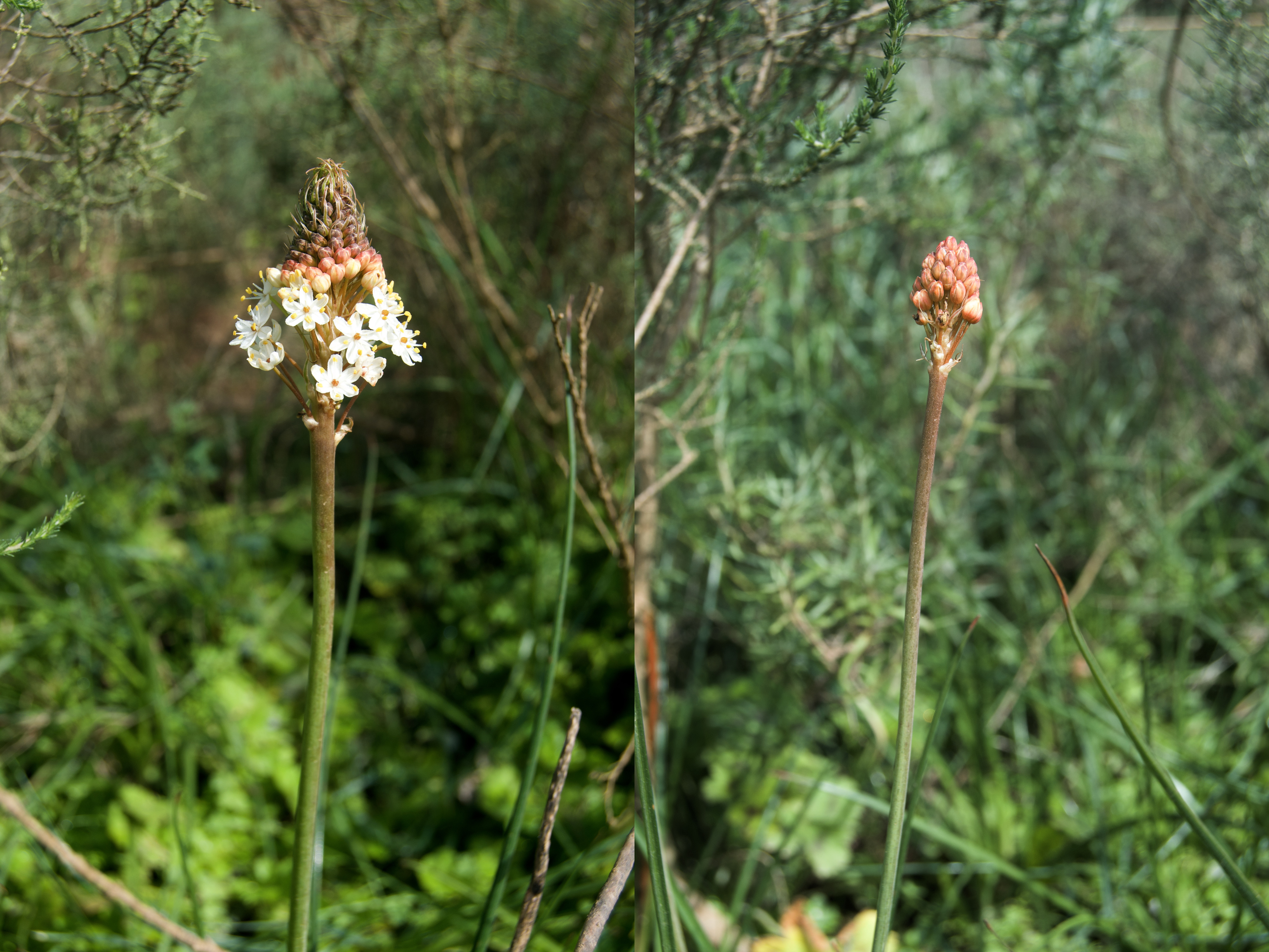 Bulbinella barkerae, 4 September 2020. Copyright 2020 Forgotten Fields. All rights reserved.