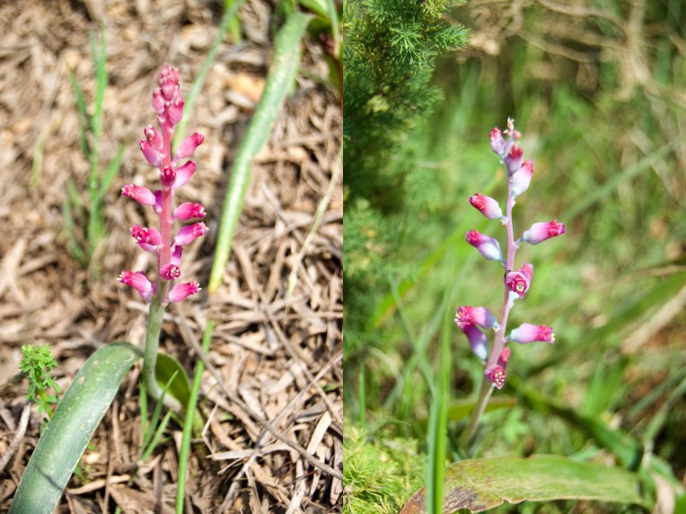 Lachenalia rosea, 4 September 2020. Copyright 2020 Forgotten Fields. All rights reserved.