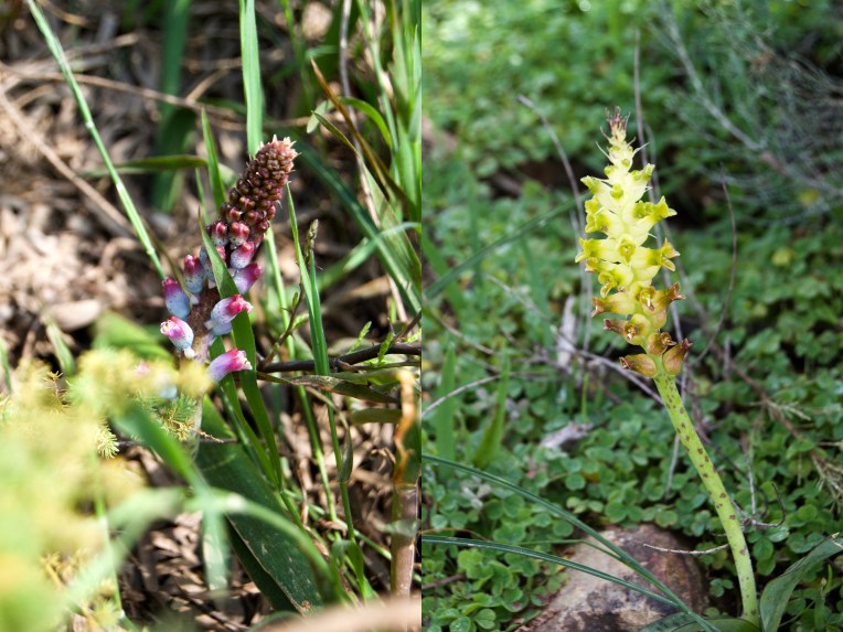 Lachenalia, 4 September 2020. Copyright 2020 Forgotten Fields. All rights reserved.