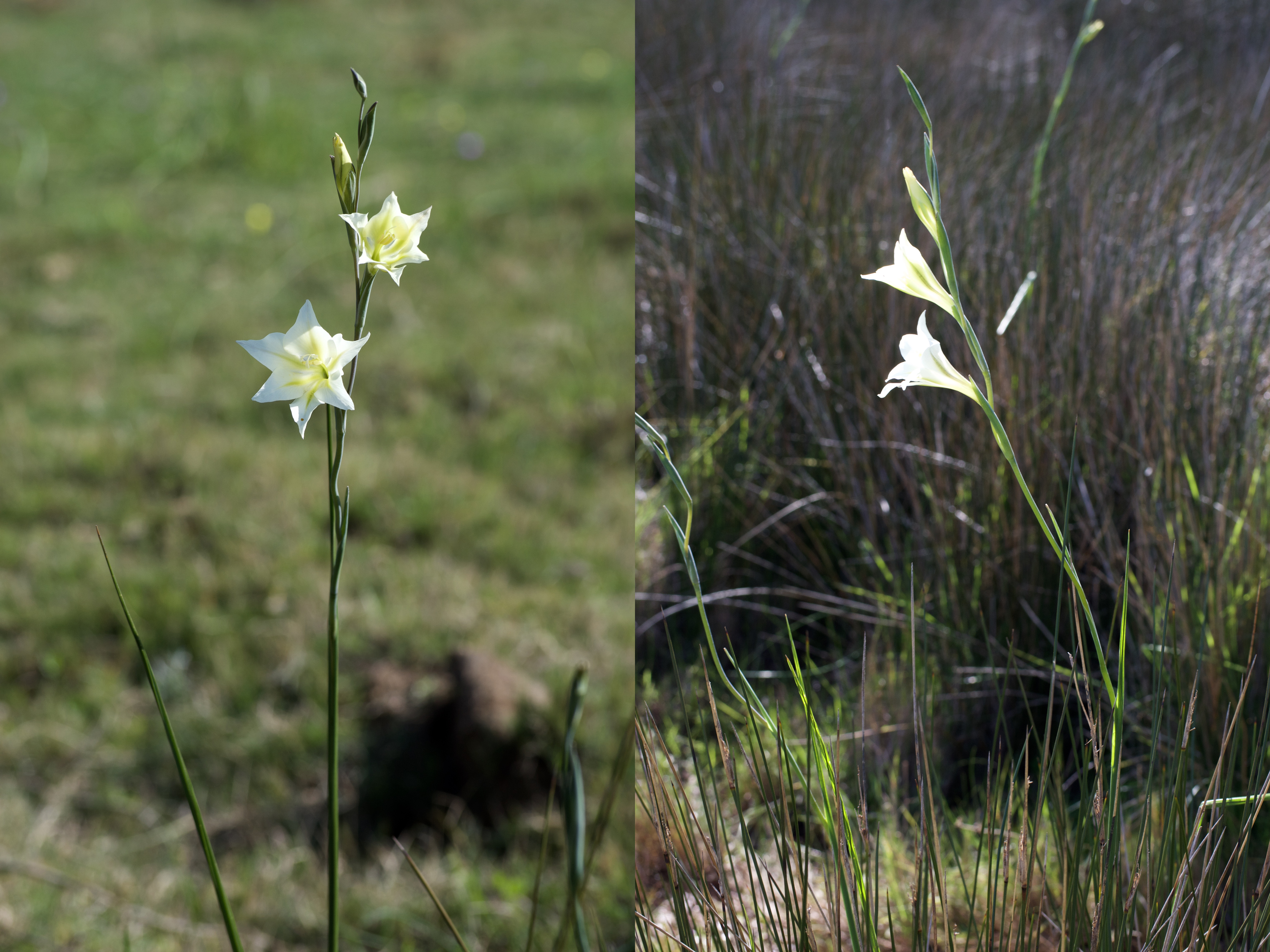 Gladiolus tristis, 12 September 2020. Copyright 2020 Forgotten Fields. All rights reserved.