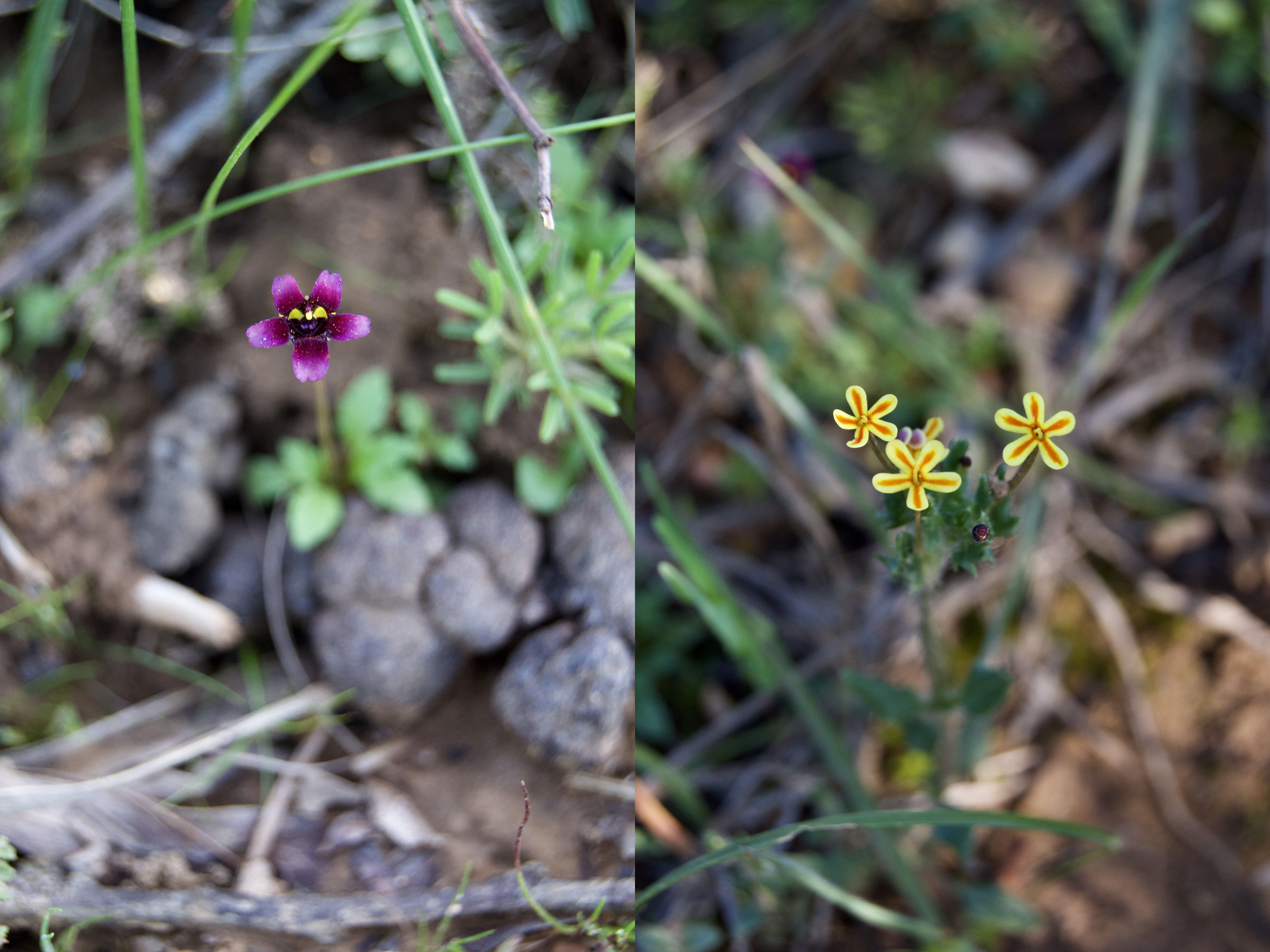 Diascia sp. and Zaluzianskya divaricata, 4 September 2020. Copyright 2020 Forgotten Fields. All rights reserved.