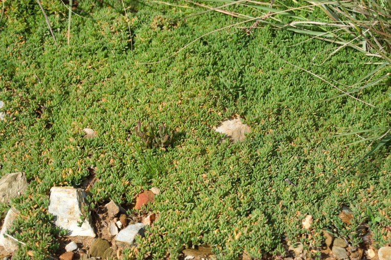 A member of the Aizoaceae (Ice Plant) family, 4 September 2020. Copyright 2020 Forgotten Fields. All rights reserved.