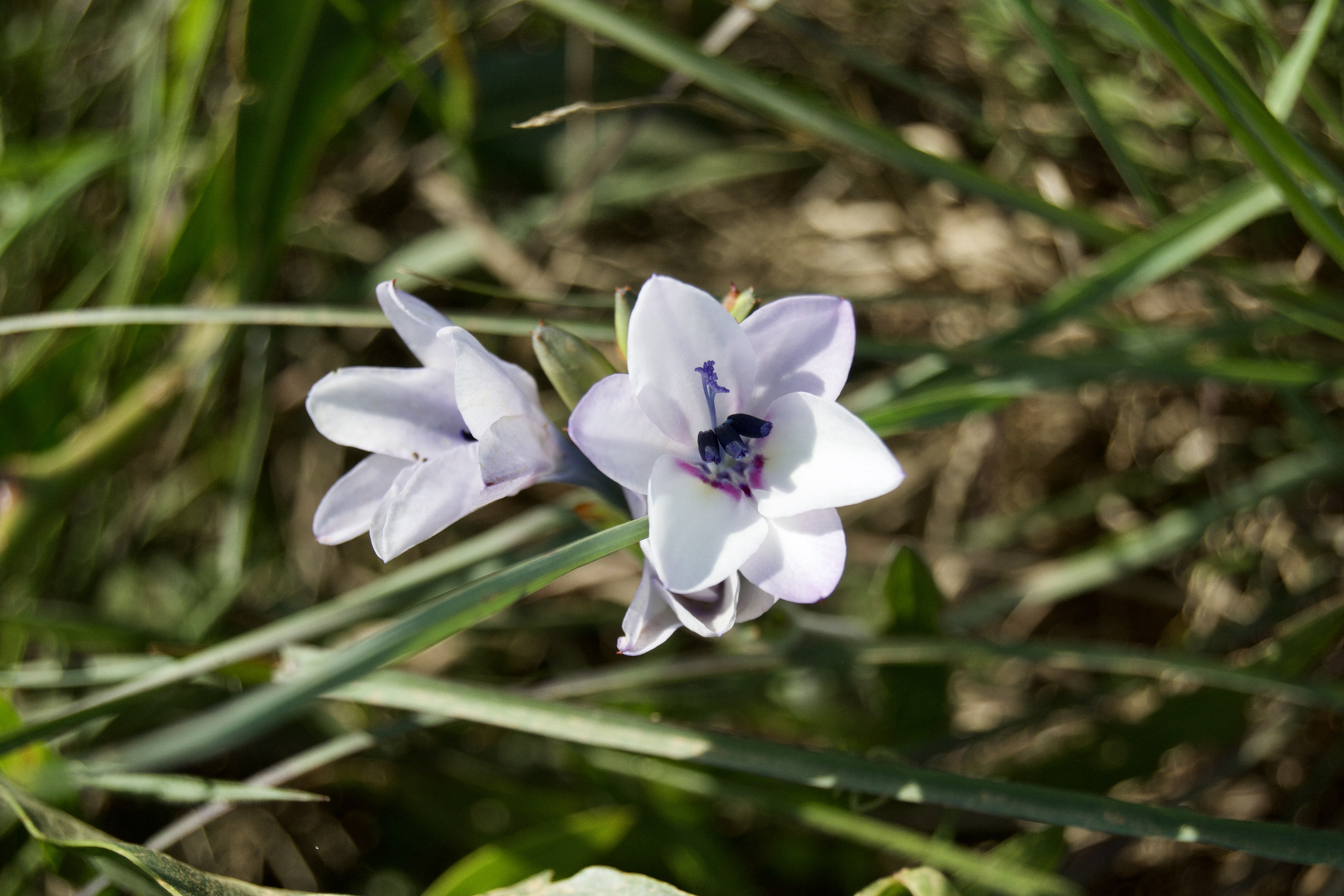 Babiana patersoniae, 12 September 2020. Copyright 2020 Forgotten Fields. All rights reserved.