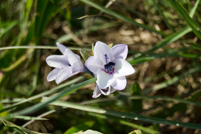 Babiana patersoniae, 12 September 2020. Copyright 2020 Forgotten Fields. All rights reserved.