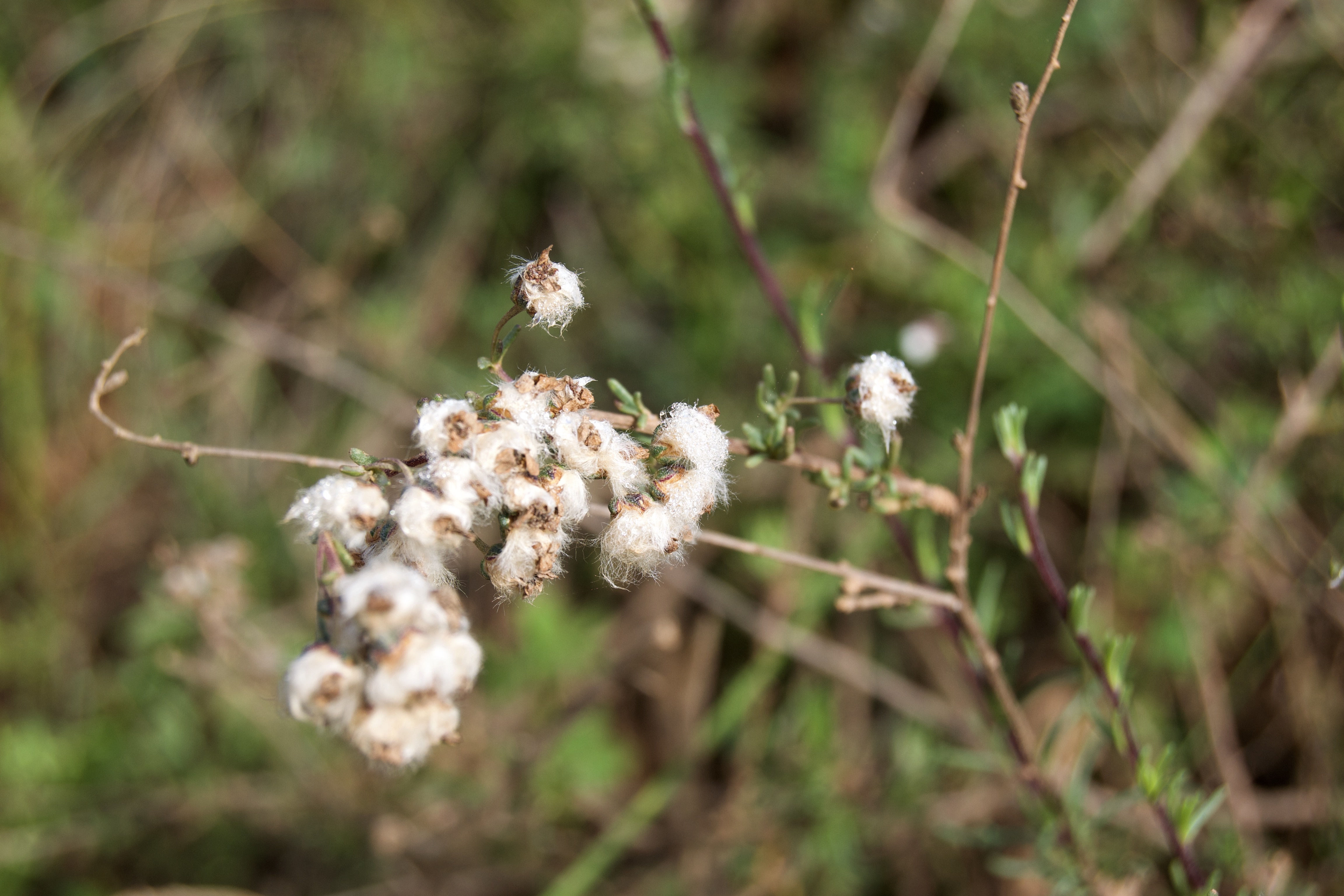 Eriocephalus africanus Seed Heads, 4 September 2020. Copyright 2020 Forgotten Fields. All rights reserved.