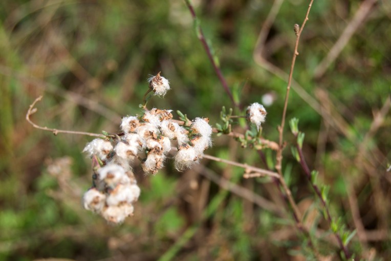 Eriocephalus africanus Seed Heads, 4 September 2020. Copyright 2020 Forgotten Fields. All rights reserved.