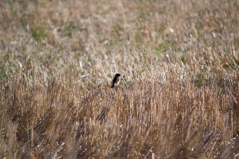 Saxicola torquatus, 8 February 2019. Copyright 2020 Forgotten Fields. All rights reserved.