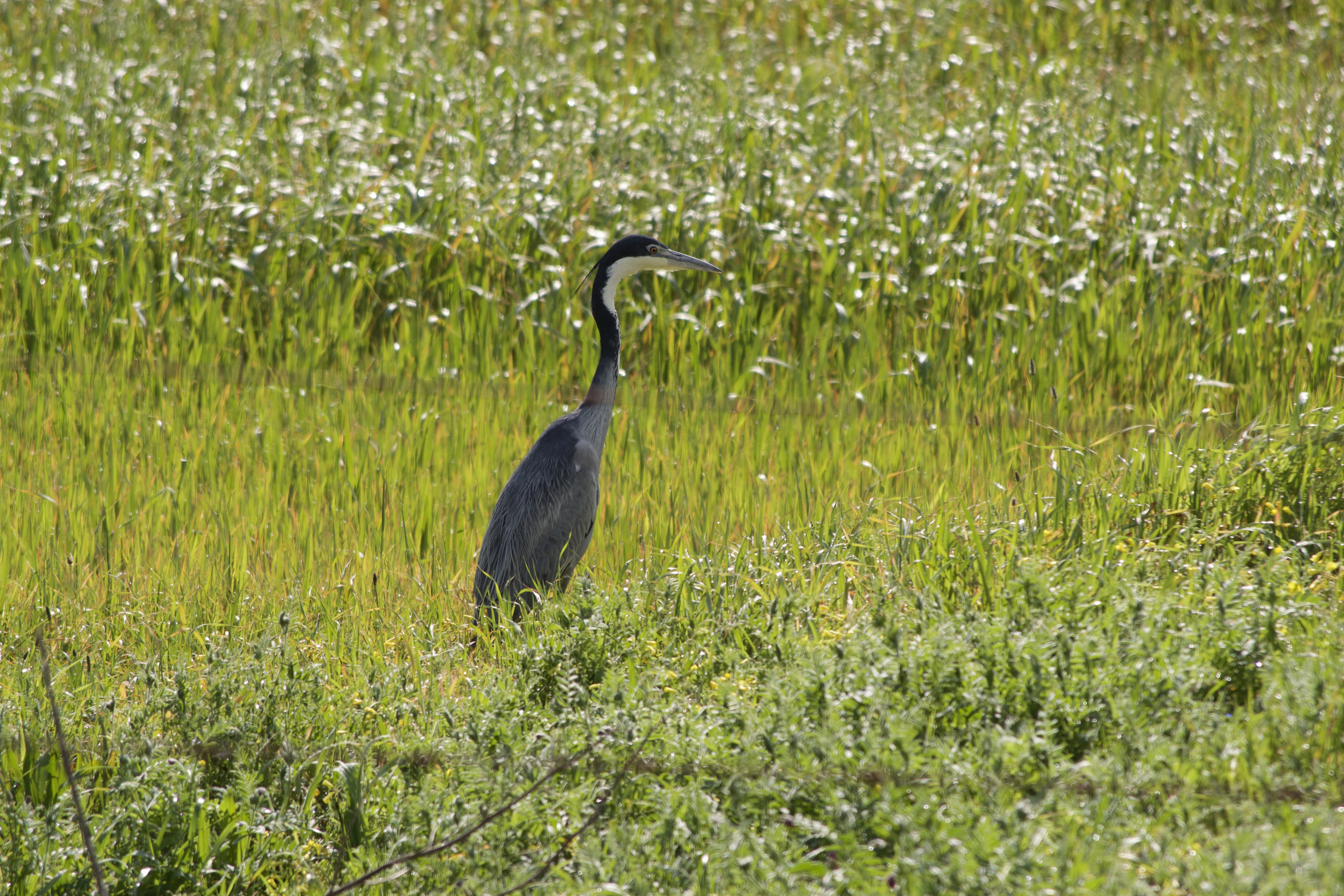 Ardea melanocephala, 4 September 2020. Copyright 2020 Forgotten Fields. All rights reserved.