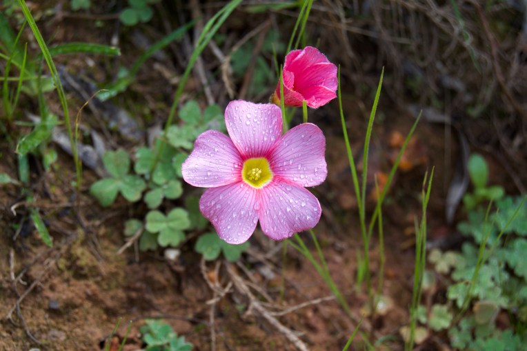 Oxalis zeekoevleyensis, 20 September 2020. Copyright 2020 Forgotten Fields. All rights reserved.