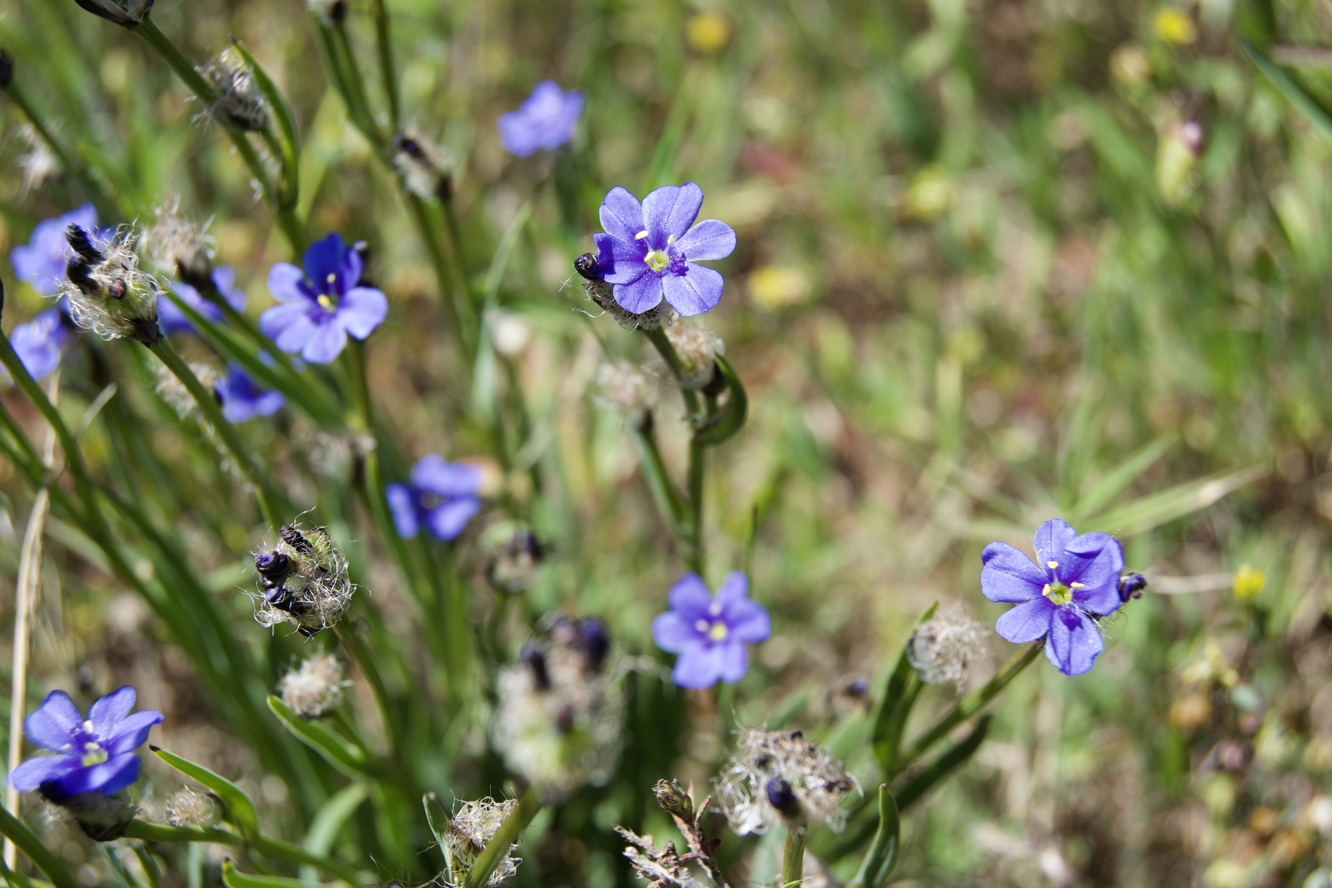 Aristea africana, 14 October 2020. Copyright 2020 Forgotten Fields. All rights reserved.