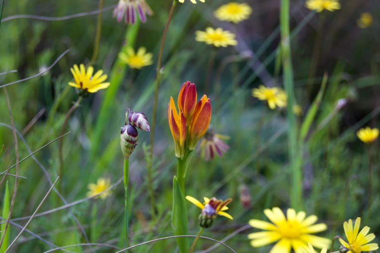 Baeometra uniflora amid Ursinia, 19 September 2020. Copyright 2020 Forgotten Fields. All rights reserved.