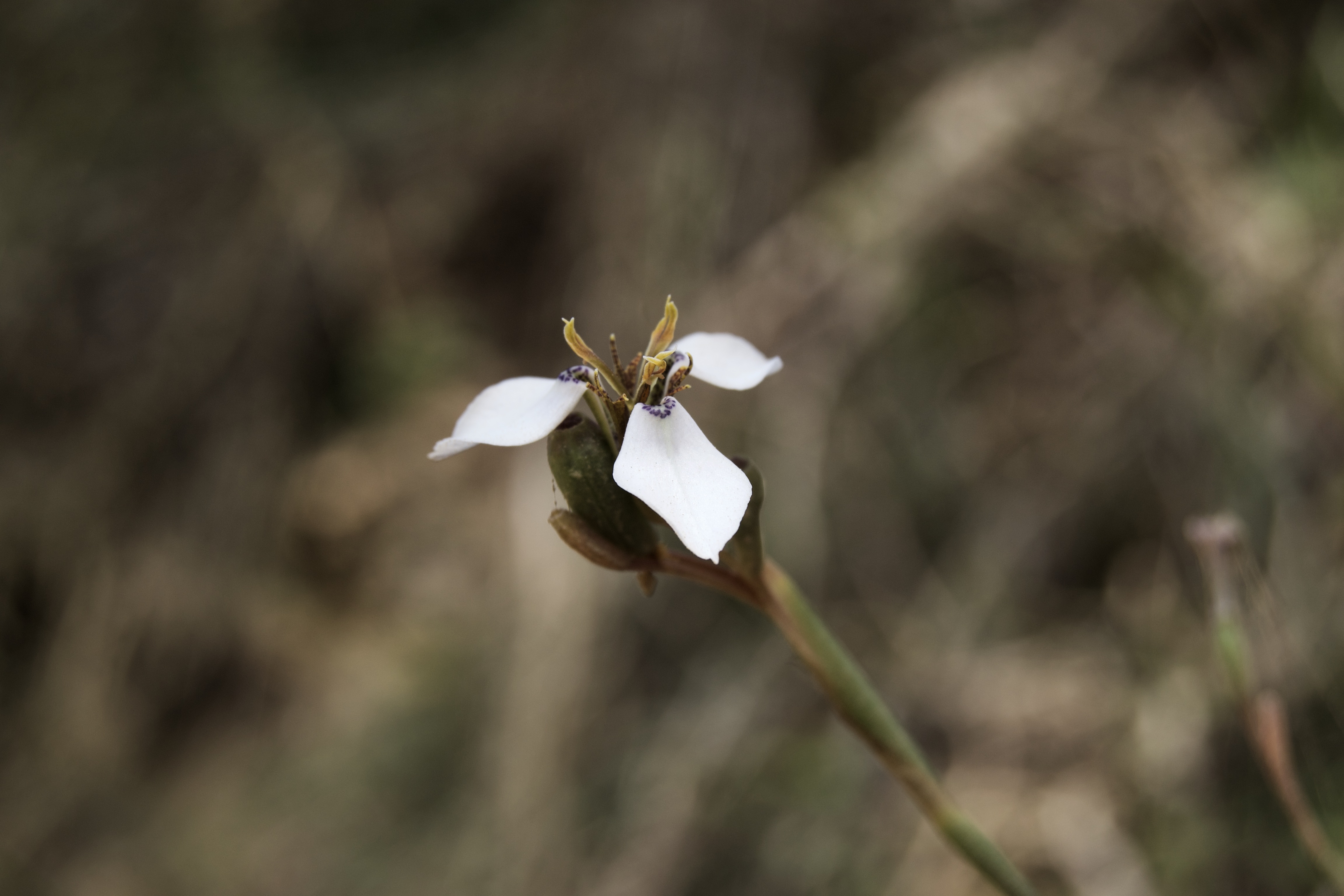 Moraea unguiculata, 8 October 2020. Copyright 2020 Forgotten Fields. All rights reserved.