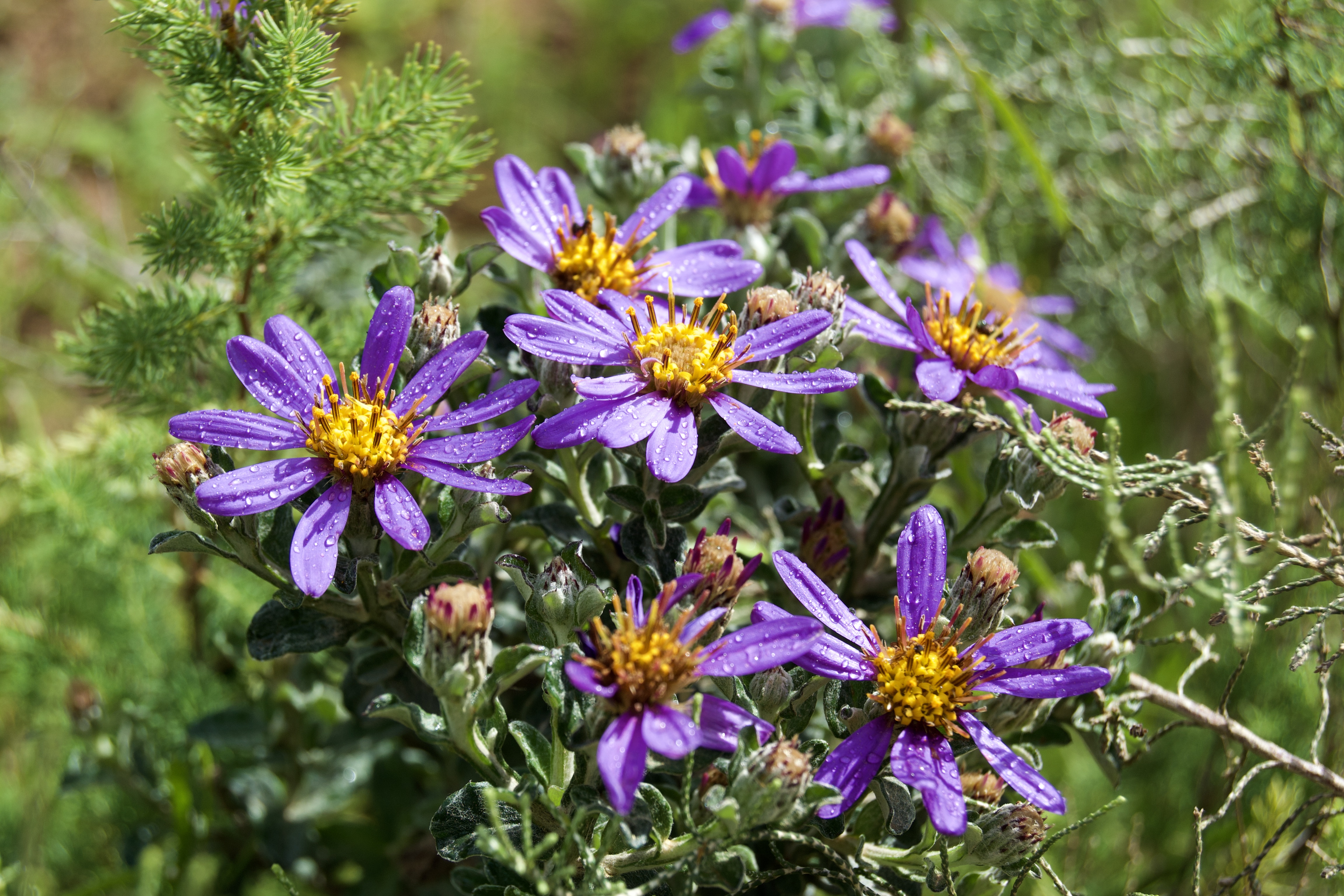 Printzia polifolia, 20 September 2020. Copyright 2020 Forgotten Fields. All rights reserved.