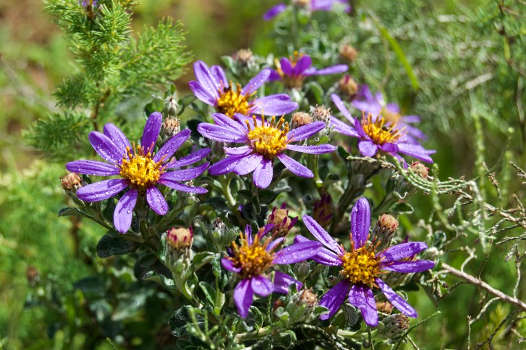 Printzia polifolia, 20 September 2020. Copyright 2020 Forgotten Fields. All rights reserved.