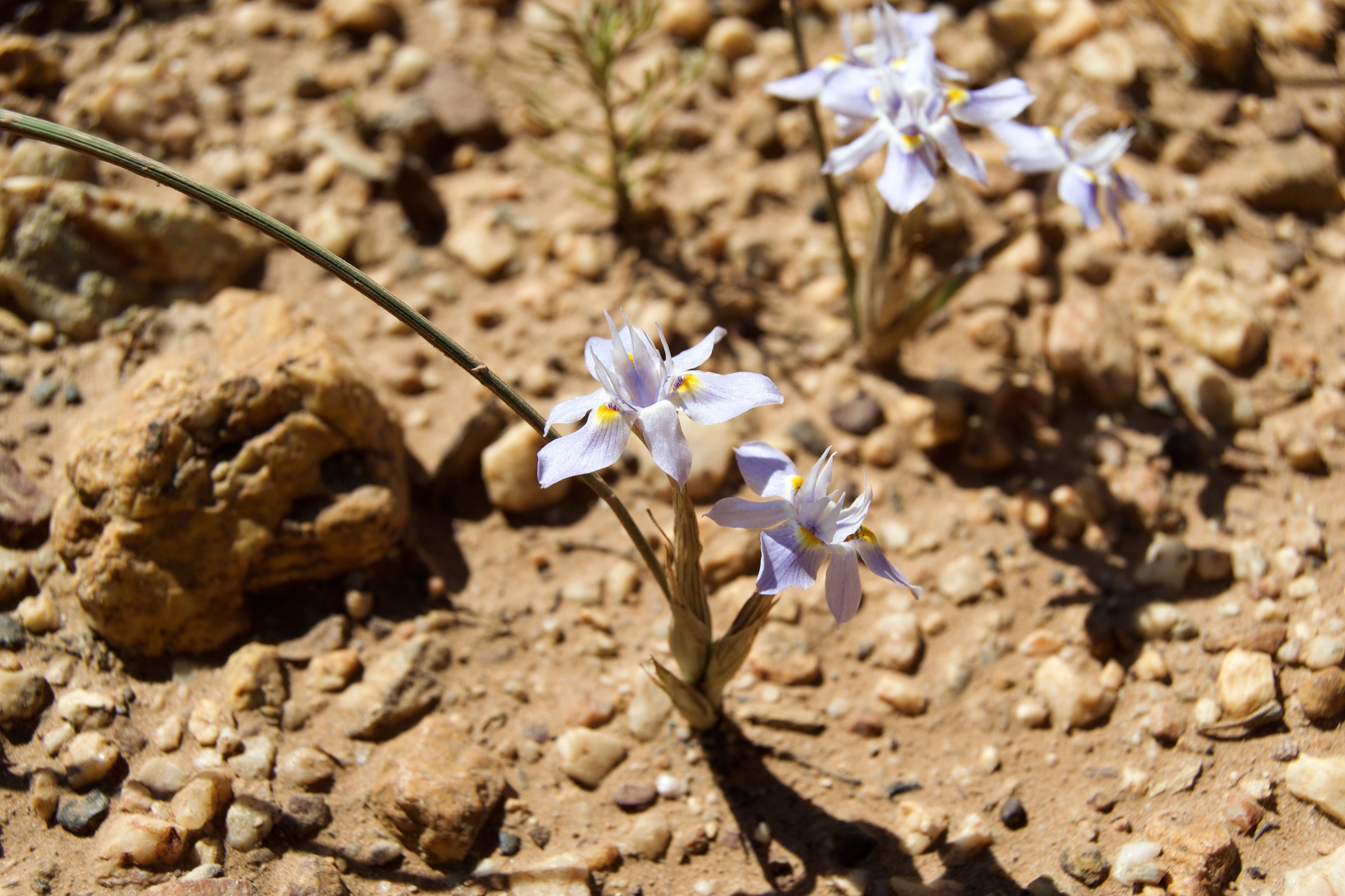 Moraea setifolia, 14 October 2020. Copyright 2020 Forgotten Fields. All rights reserved.