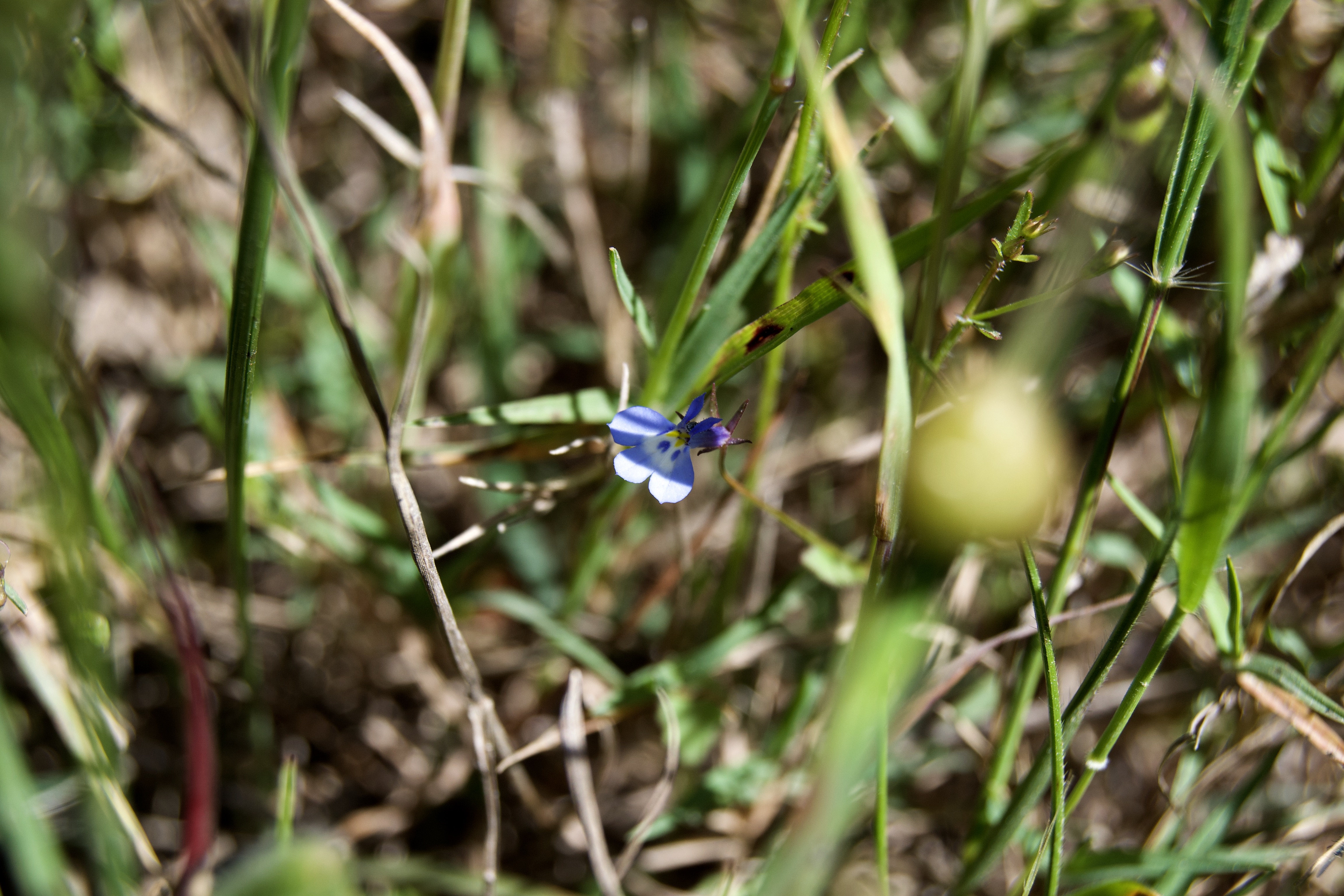 Lobelia erinus, 14 October 2020. Copyright 2020 Forgotten Fields. All rights reserved.