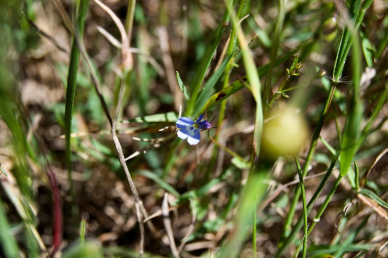 Lobelia erinus, 14 October 2020. Copyright 2020 Forgotten Fields. All rights reserved.