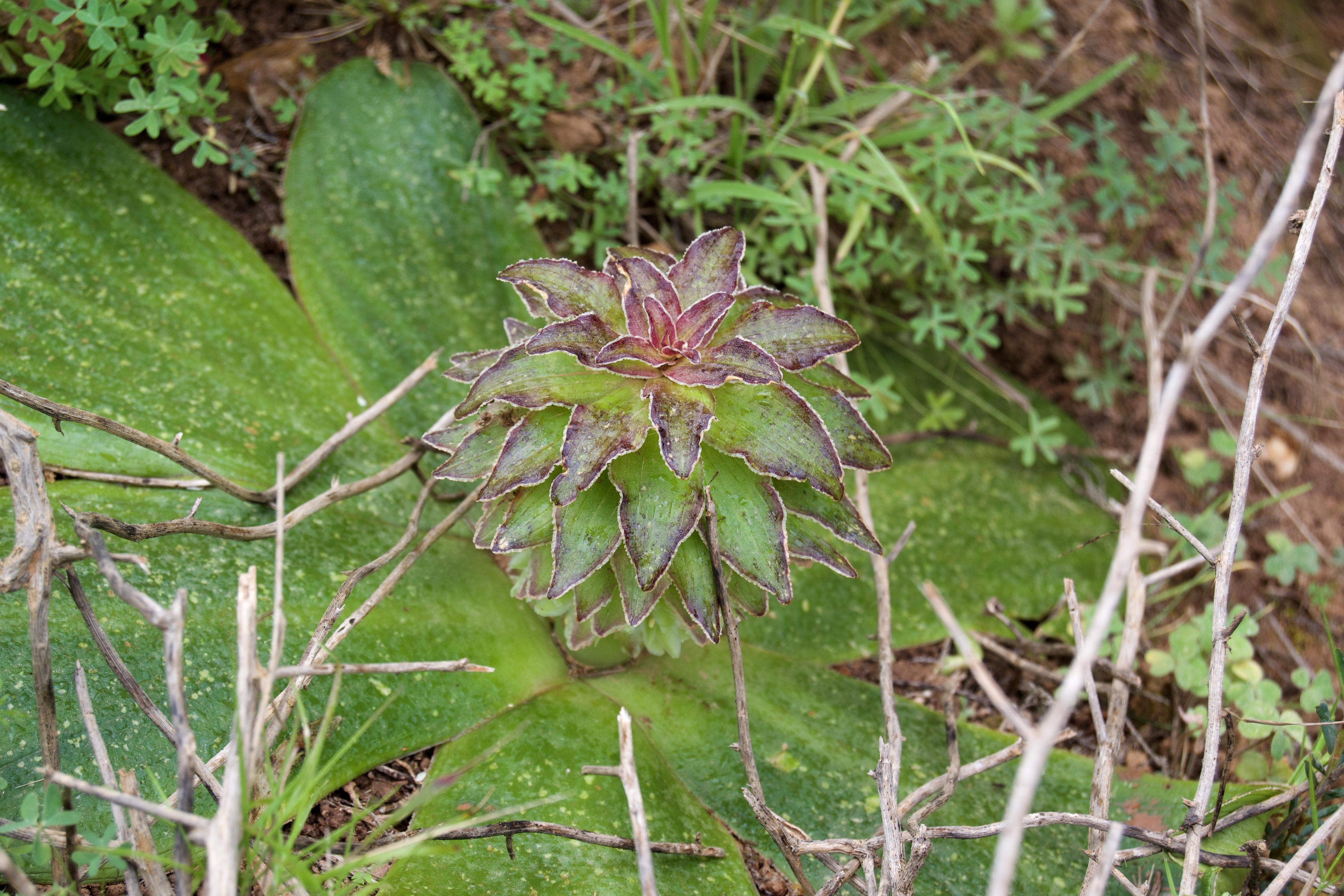 Eucomis regia, 20 September 2020. Copyright 2020 Forgotten Fields. All rights reserved.