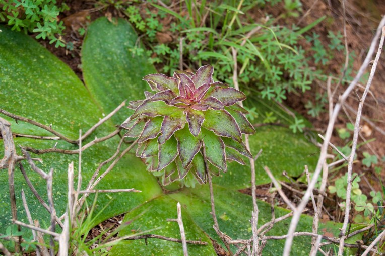 Eucomis regia, 20 September 2020. Copyright 2020 Forgotten Fields. All rights reserved.