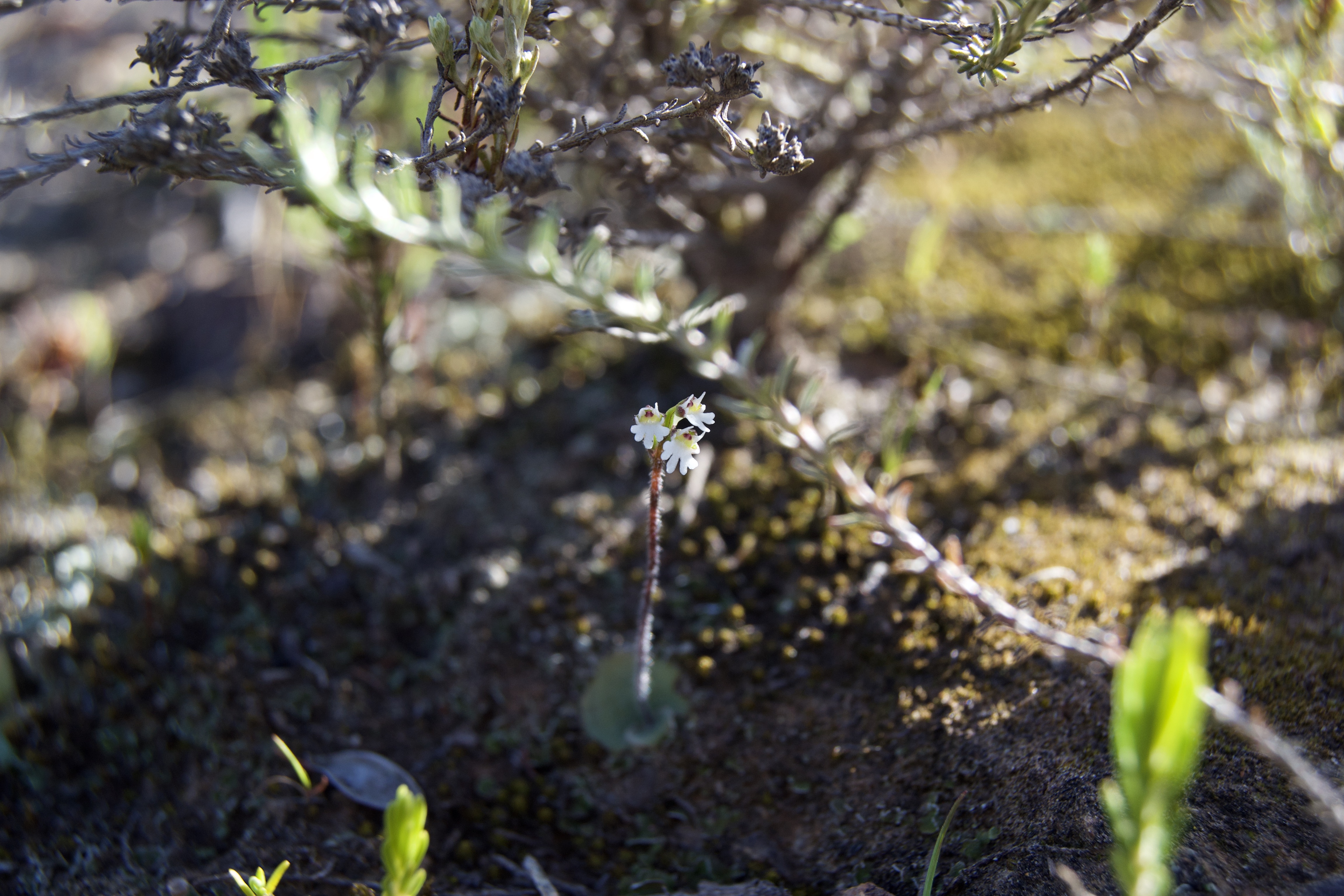 Holothrix mundii, 29 September 2020. Copyright 2020 Forgotten Fields. All rights reserved.