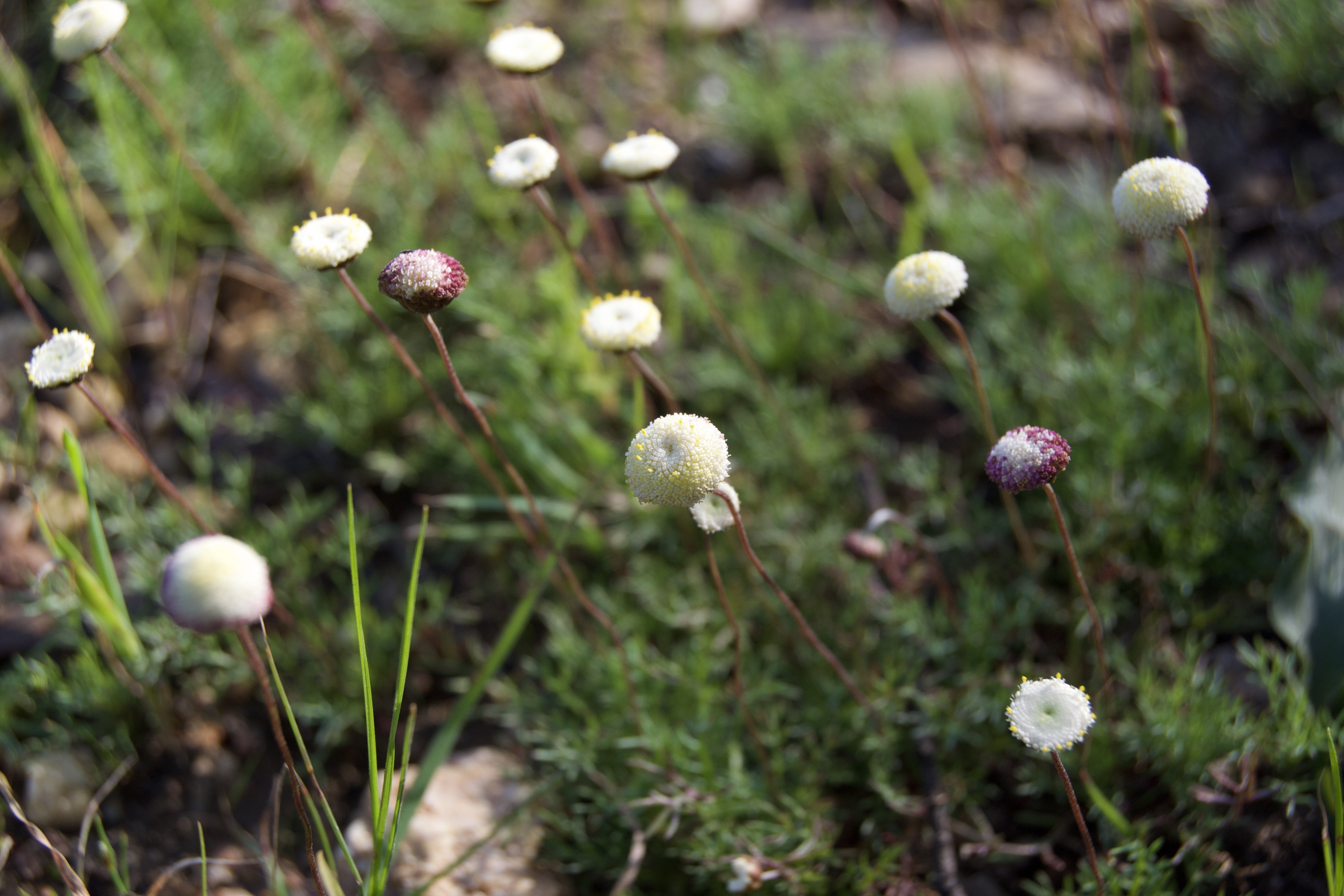 Cotula ceniifolia, 19 September 2020. Copyright 2020 Forgotten Fields. All rights reserved.