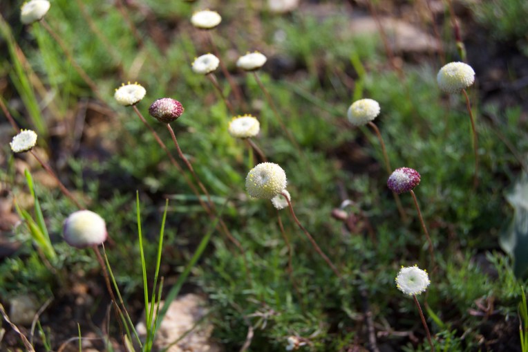 Cotula ceniifolia, 19 September 2020. Copyright 2020 Forgotten Fields. All rights reserved.