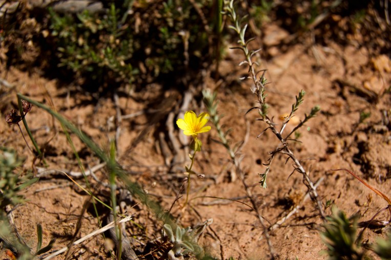 Sebaea exacoides, 22 October 2020. Copyright 2020 Forgotten Fields. All rights reserved.
