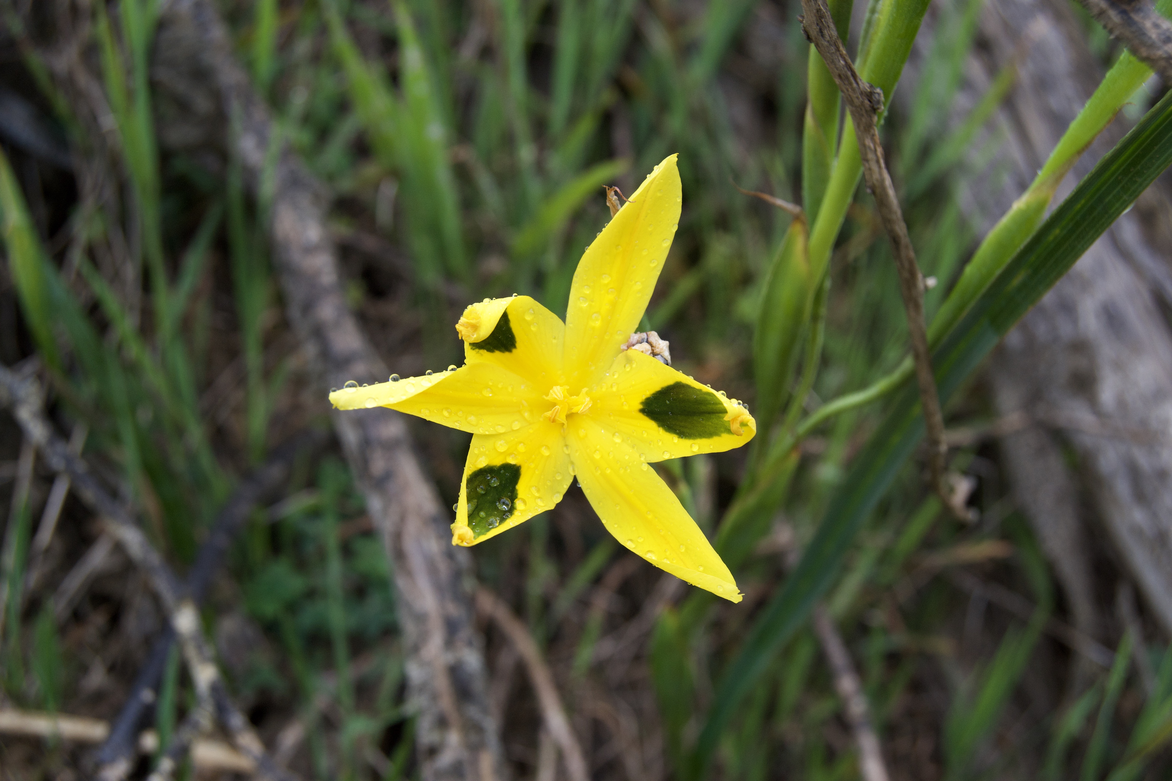 Moraea elegans, 20 September 2020. Copyright 2020 Forgotten Fields. All rights reserved.
