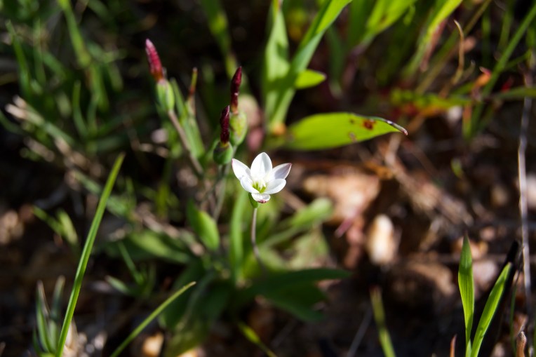 Geissorhiza nana, 19 September 2020. Copyright 2020 Forgotten Fields. All rights reserved.