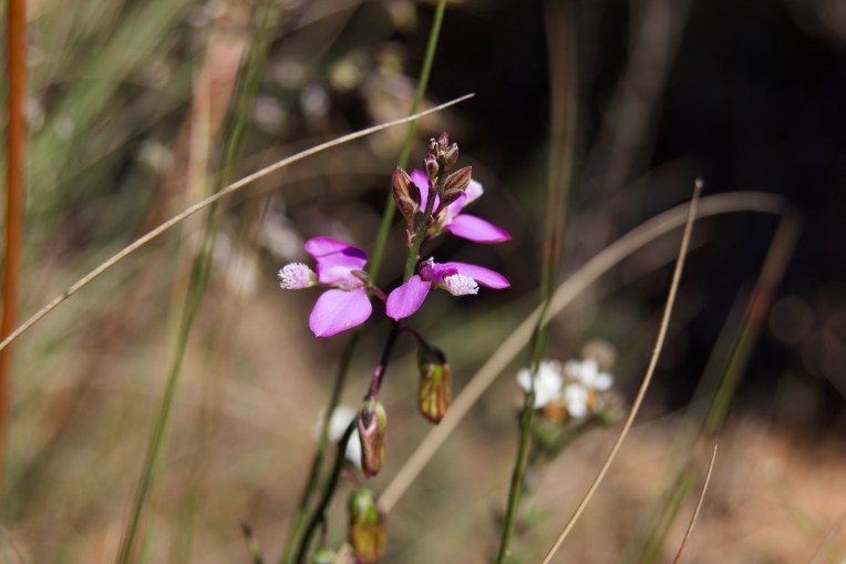 Polygala garcinii, 22 October 2020. Copyright 2020 Forgotten Fields. All rights reserved.