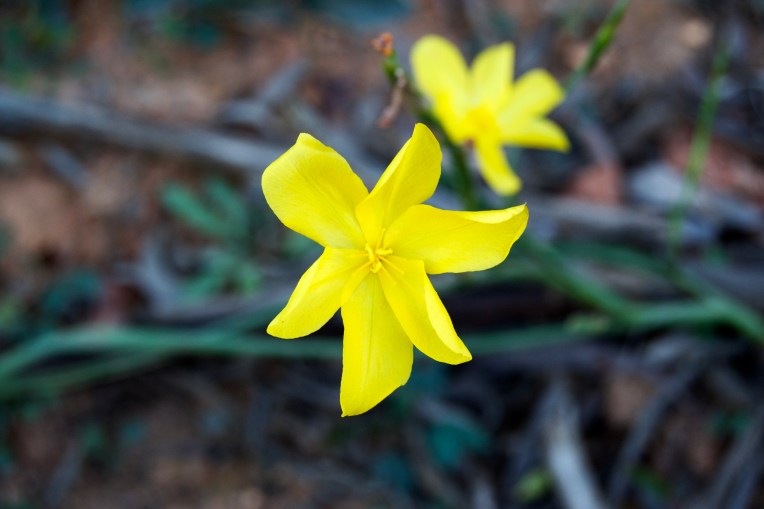 Moraea lewisiae, 8 October 2020. Copyright 2020 Forgotten Fields. All rights reserved.