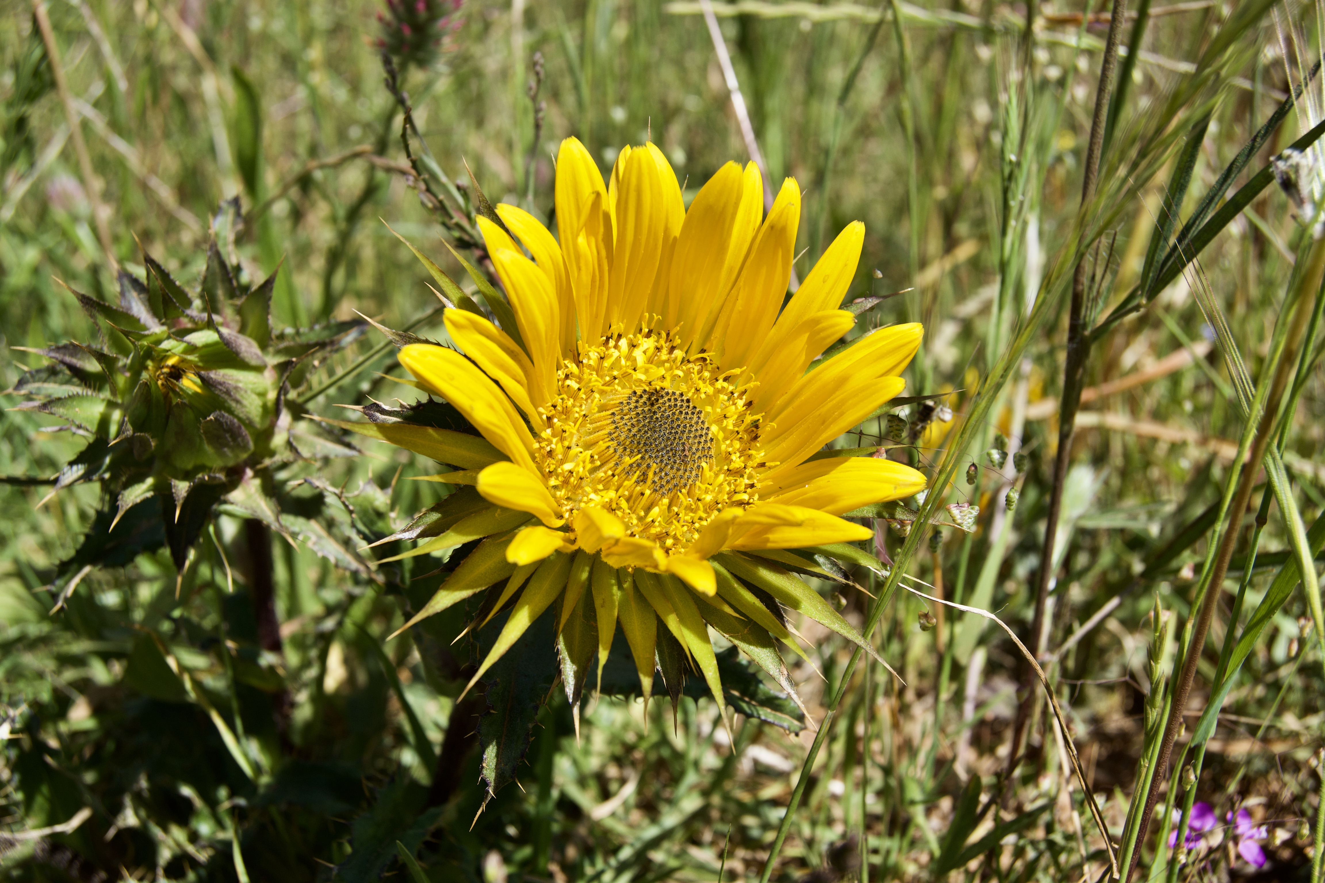 Berkheya armata, 22 October 2020. Copyright 2020 Forgotten Fields. All rights reserved.