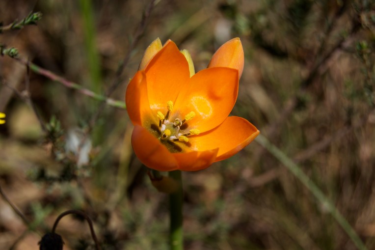 Ornithogalum dubium, 22 September 2020. Copyright 2020 Forgotten Fields. All rights reserved.