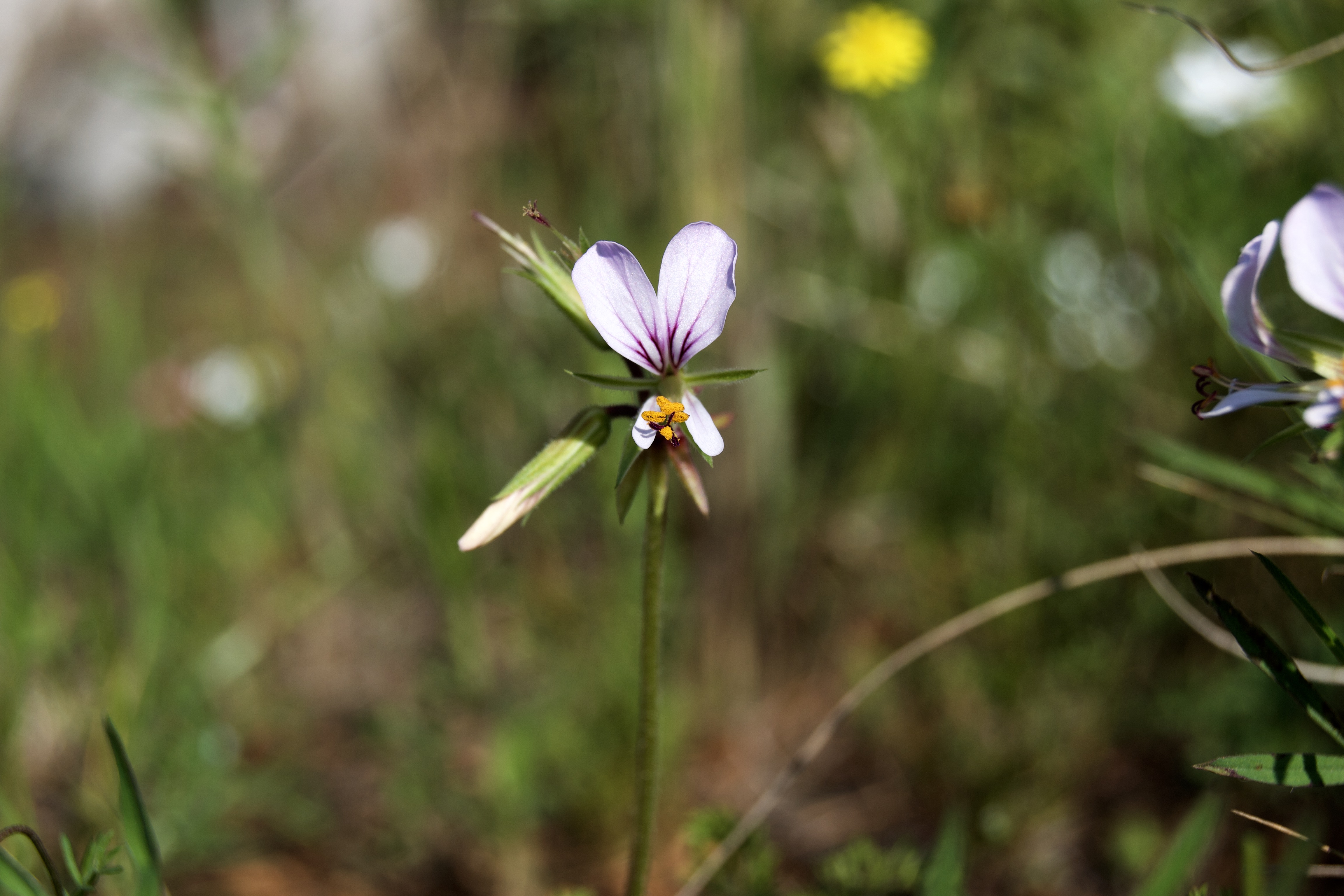 Pelargonium, possibly P. suburbanum, 19 September 2020. Copyright 2020 Forgotten Fields. All rights reserved.