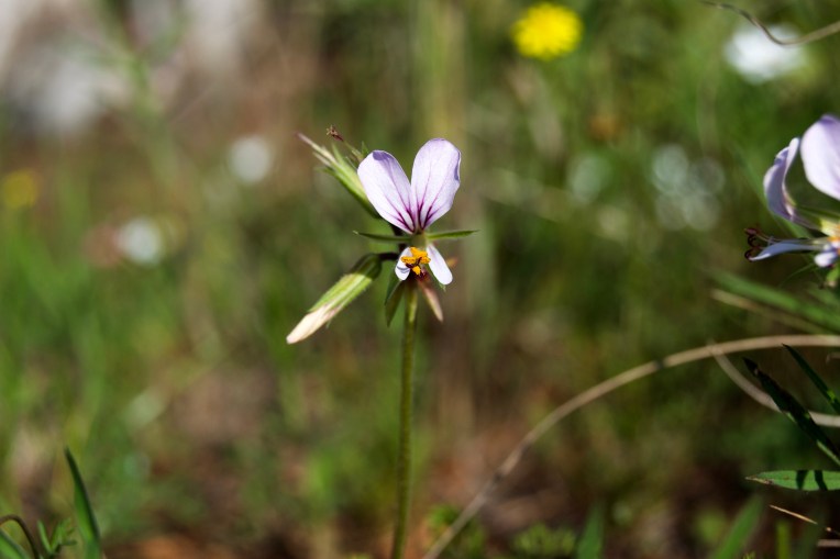 Pelargonium, possibly P. suburbanum, 19 September 2020. Copyright 2020 Forgotten Fields. All rights reserved.