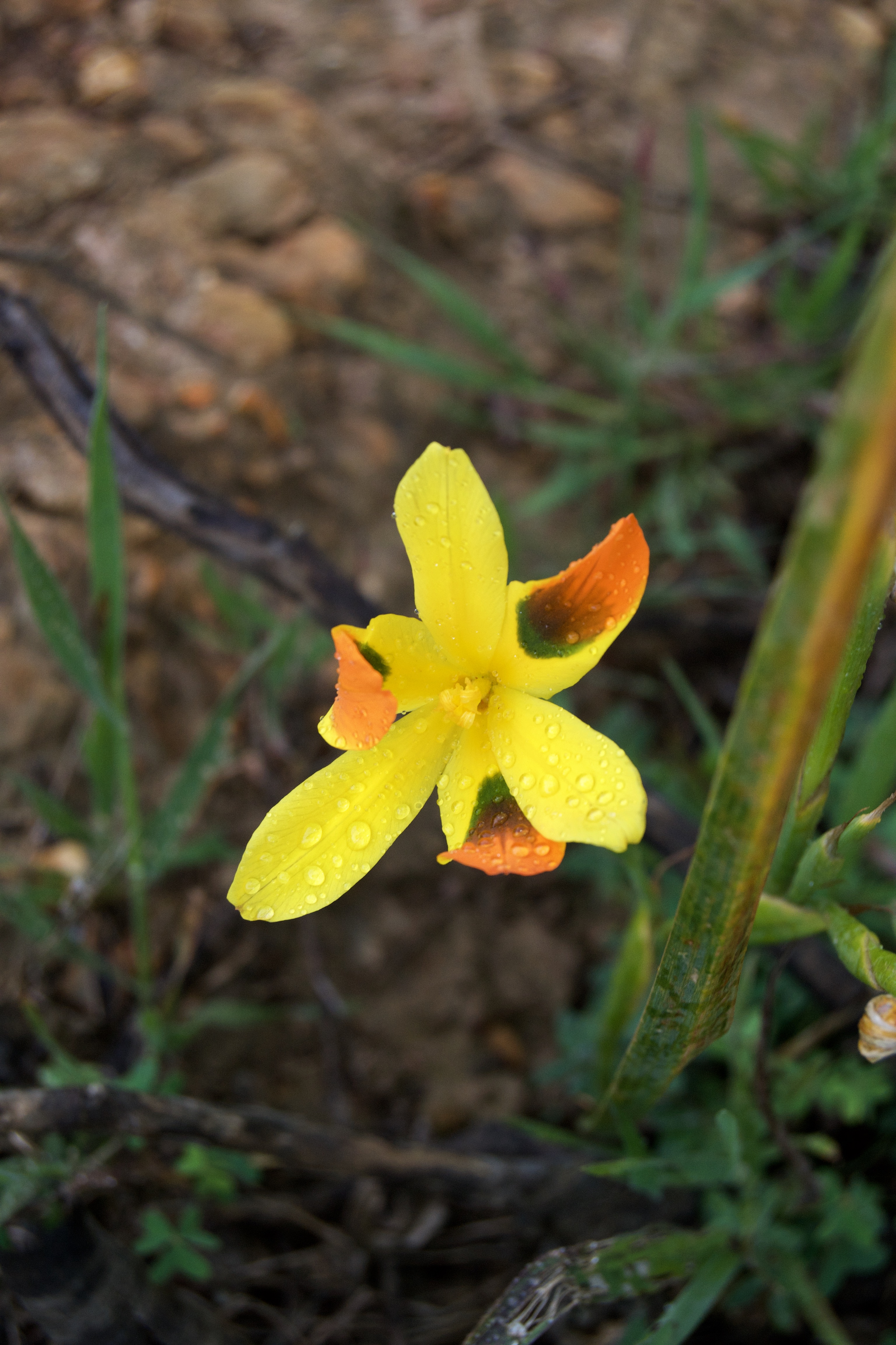 Moraea elegans, 20 September 2020. Copyright 2020 Forgotten Fields. All rights reserved.