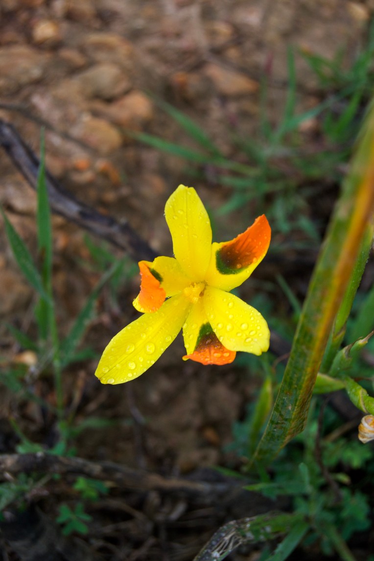 Moraea elegans, 20 September 2020. Copyright 2020 Forgotten Fields. All rights reserved.