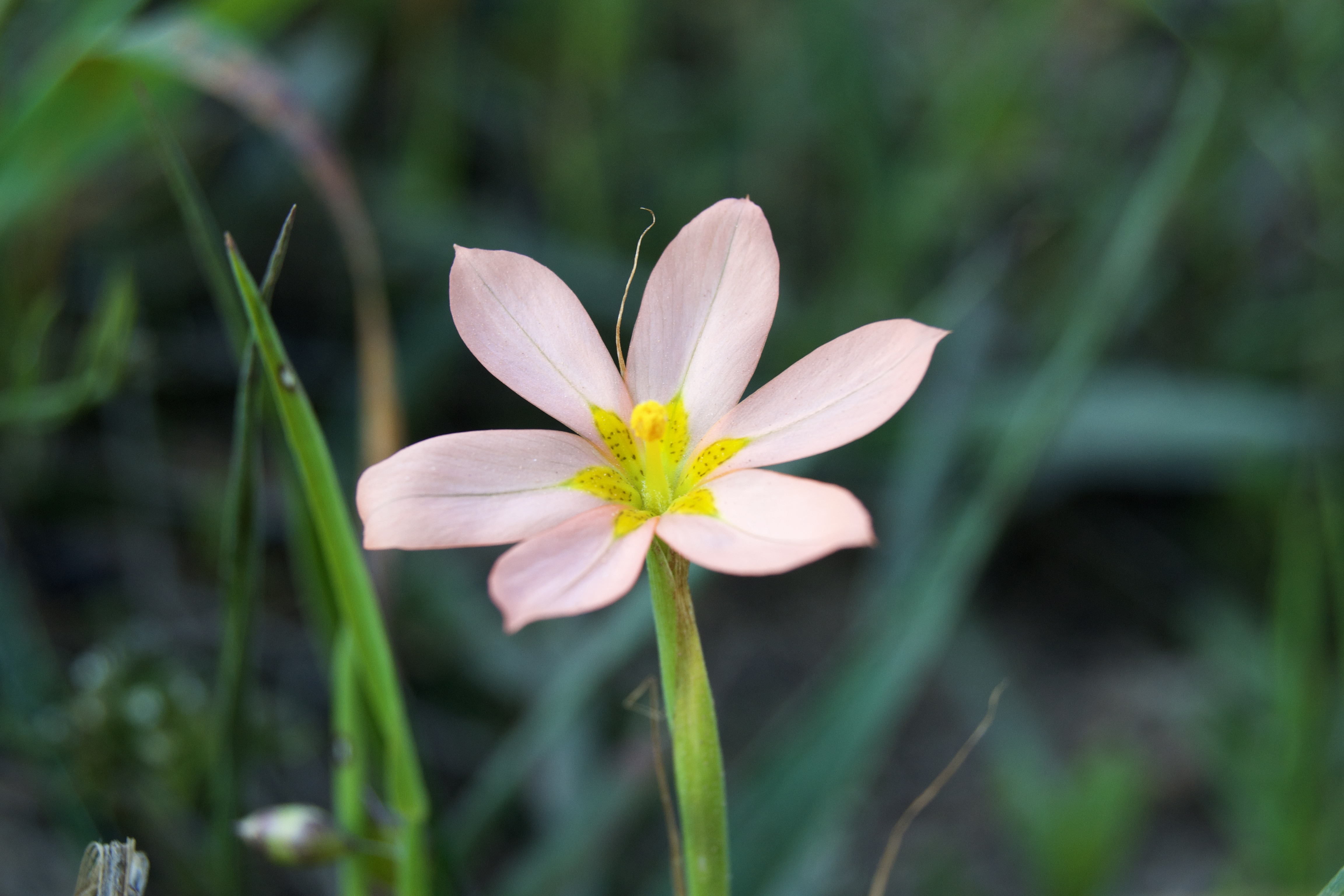 Moraea miniata, 19 September 2020. Copyright 2020 Forgotten Fields. All rights reserved.
