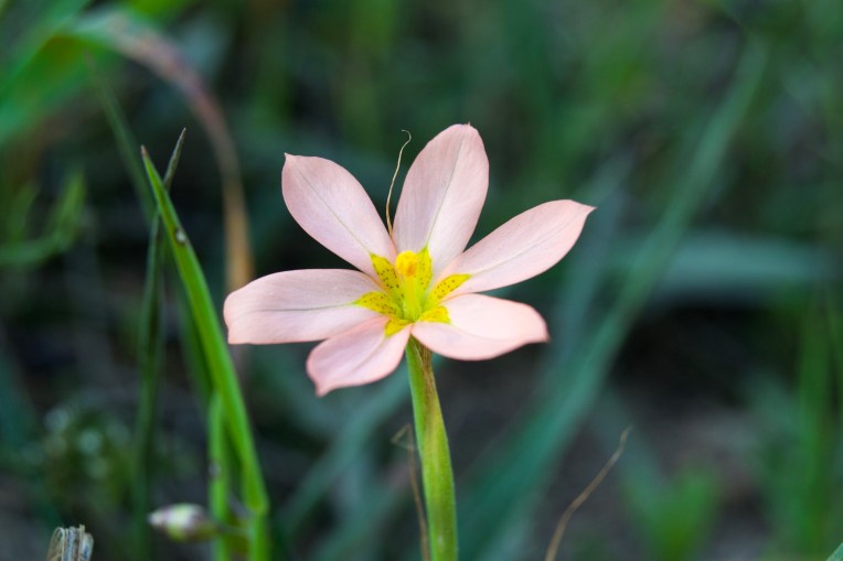 Moraea miniata, 19 September 2020. Copyright 2020 Forgotten Fields. All rights reserved.
