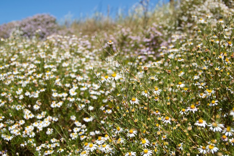 Felicia hyssopifolia, 22 October 2020. Copyright 2020 Forgotten Fields. All rights reserved.