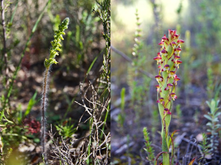 Holothrix villosa and Disa bracteata, 29 September 2020. Copyright 2020 Forgotten Fields. All rights reserved.