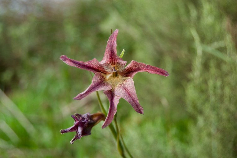 Gladiolus liliaceus, 12 September 2020. Copyright 2020 Forgotten Fields. All rights reserved.