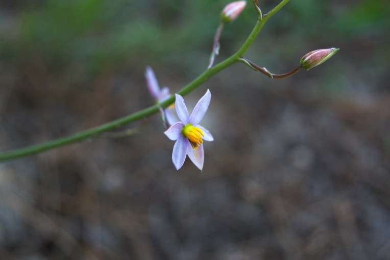 Cyanella hyacinthoides, Blouraaptol, 13 December 2020. Copyright 2020 Forgotten Fields. All rights reserved.