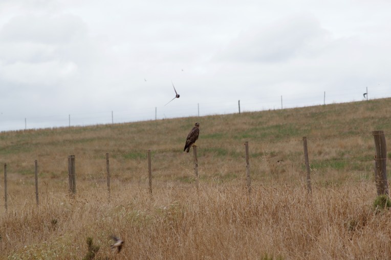 A buzzard with swallows and swifts, 8 January 2021. Copyright 2021 Forgotten Fields. All rights reserved.