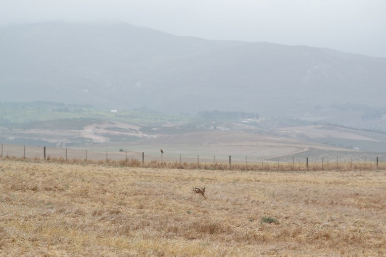 Bounding Steenbok, 7 February 2021. Copyright 2021 Forgotten Fields. All rights reserved.