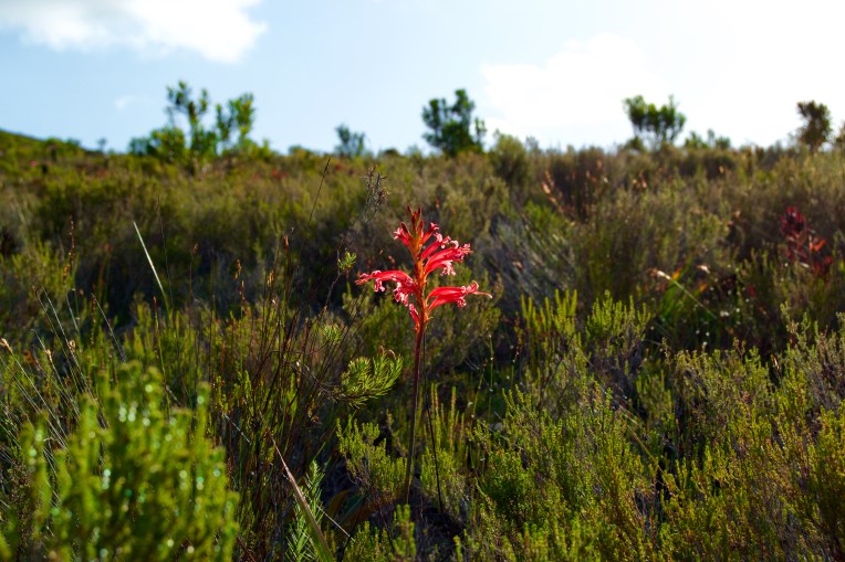 Tritoniopsis antholyza, 3 December 2018. Copyright 2018 Forgotten Fields. All rights reserved.